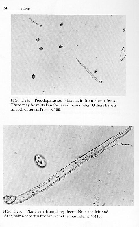 mistaken identification of parasitic eggs in goats and sheep